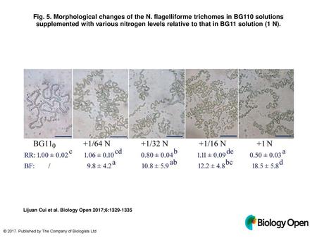 Fig. 5. Morphological changes of the N