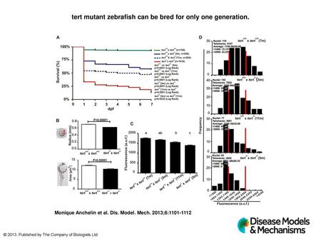 tert mutant zebrafish can be bred for only one generation.