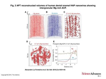 Fig. 2 APT reconstructed volumes of human dental enamel HAP nanowires showing intergranular Mg-rich ACP. APT reconstructed volumes of human dental enamel.