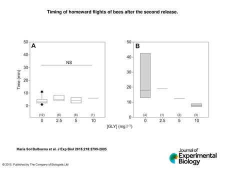 Timing of homeward flights of bees after the second release.