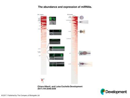 The abundance and expression of miRNAs.