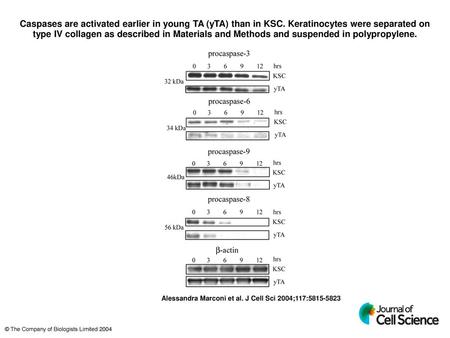 Caspases are activated earlier in young TA (yTA) than in KSC