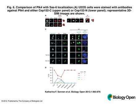 Fig. 6. Comparison of Plk4 with Sas-6 localization