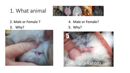 1. What animal 2. Male or Female ?			4. Male or Female? Why? 					5. Why?