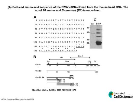 (A) Deduced amino acid sequence of the D2SV cDNA cloned from the mouse heart RNA. The novel 20 amino acid C-terminus (CT) is underlined. (A) Deduced amino.