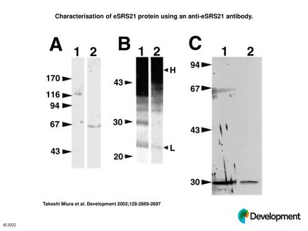 Characterisation of eSRS21 protein using an anti-eSRS21 antibody.