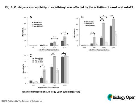 Fig. 8. C. elegans susceptibility to α-terthienyl was affected by the activities of skn-1 and wdr-23. C. elegans susceptibility to α-terthienyl was affected.