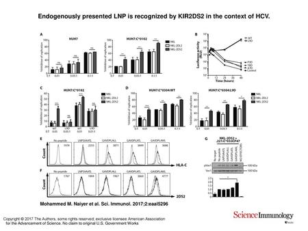 Endogenously presented LNP is recognized by KIR2DS2 in the context of HCV. Endogenously presented LNP is recognized by KIR2DS2 in the context of HCV. (A)