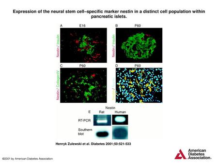 Expression of the neural stem cell–specific marker nestin in a distinct cell population within pancreatic islets. Expression of the neural stem cell–specific.