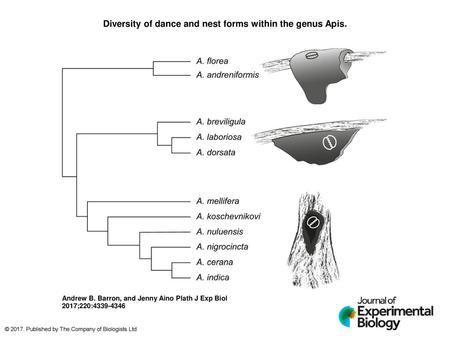 Diversity of dance and nest forms within the genus Apis.