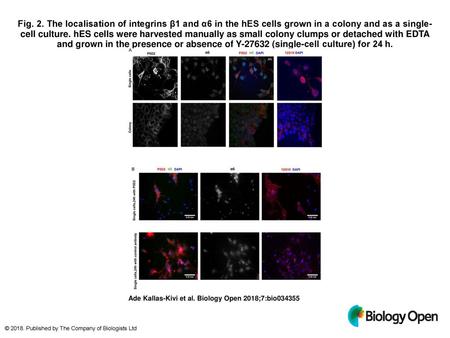 Fig. 2. The localisation of integrins β1 and α6 in the hES cells grown in a colony and as a single-cell culture. hES cells were harvested manually as small.