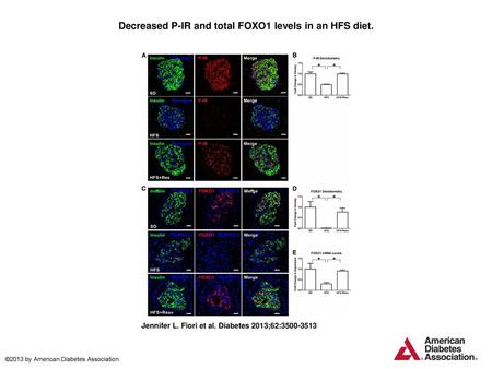 Decreased P-IR and total FOXO1 levels in an HFS diet.