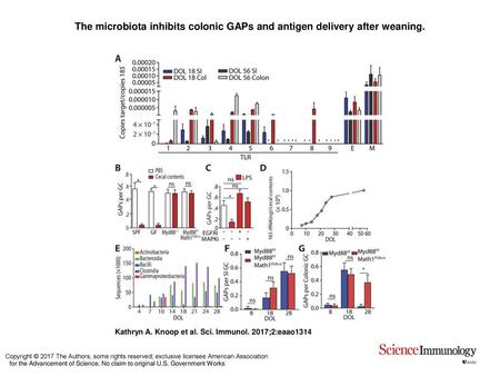 The microbiota inhibits colonic GAPs and antigen delivery after weaning. The microbiota inhibits colonic GAPs and antigen delivery after weaning. (A) Expression.