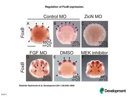 Regulation of FoxB expression.