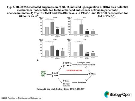 Fig. 7. ML-60218-mediated suppression of SAHA-induced up-regulation of tRNA as a potential mechanism that contributes to the enhanced anti-cancer actions.