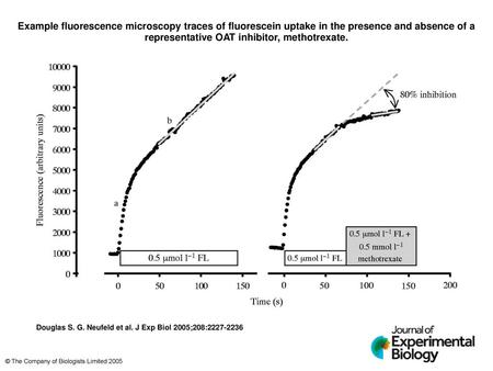 Example fluorescence microscopy traces of fluorescein uptake in the presence and absence of a representative OAT inhibitor, methotrexate. Example fluorescence.