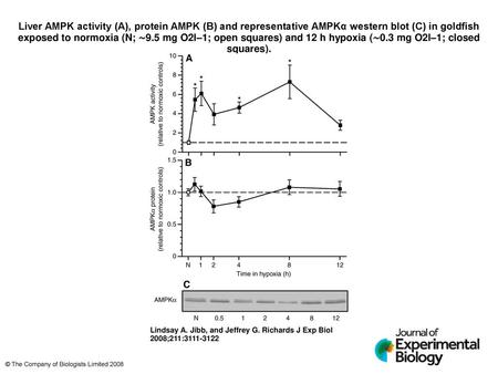 Liver AMPK activity (A), protein AMPK (B) and representative AMPKα western blot (C) in goldfish exposed to normoxia (N; ∼9.5 mg O2l–1; open squares) and.