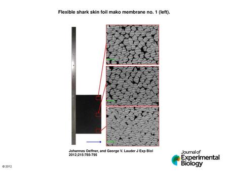 Flexible shark skin foil mako membrane no. 1 (left).