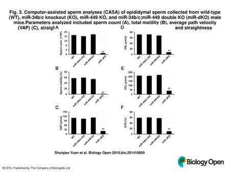 Fig. 3. Computer-assisted sperm analyses (CASA) of epididymal sperm collected from wild-type (WT), miR-34b/c knockout (KO), miR-449 KO, and miR-34b/c;miR-449.