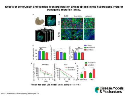 Effects of doxorubicin and epirubicin on proliferation and apoptosis in the hyperplastic livers of transgenic zebrafish larvae. Effects of doxorubicin.