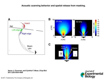 Acoustic scanning behavior and spatial release from masking.