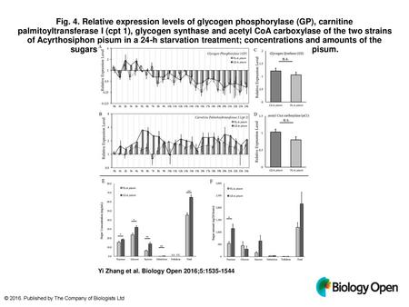 Fig. 4. Relative expression levels of glycogen phosphorylase (GP), carnitine palmitoyltransferase I (cpt 1), glycogen synthase and acetyl CoA carboxylase.