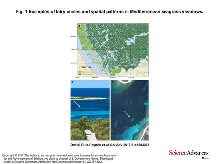 Fig. 1 Examples of fairy circles and spatial patterns in Mediterranean seagrass meadows. Examples of fairy circles and spatial patterns in Mediterranean.