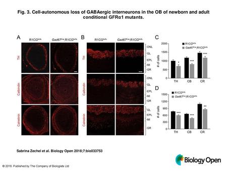 Fig. 3. Cell-autonomous loss of GABAergic interneurons in the OB of newborn and adult conditional GFRα1 mutants. Cell-autonomous loss of GABAergic interneurons.