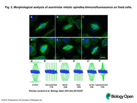 Fig. 2. Morphological analysis of acentriolar mitotic spindles