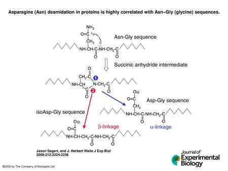 Asparagine (Asn) deamidation in proteins is highly correlated with Asn–Gly (glycine) sequences. Asparagine (Asn) deamidation in proteins is highly correlated.