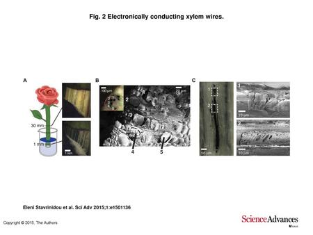 Fig. 2 Electronically conducting xylem wires.