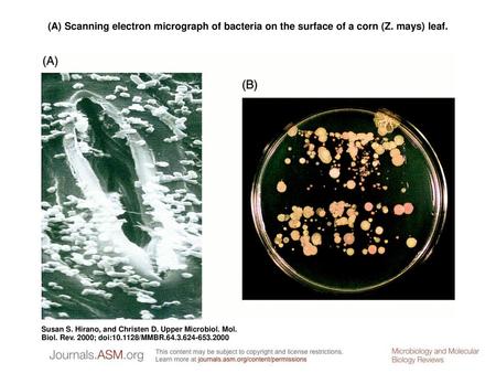 (A) Scanning electron micrograph of bacteria on the surface of a corn (Z. mays) leaf. (A) Scanning electron micrograph of bacteria on the surface of a.