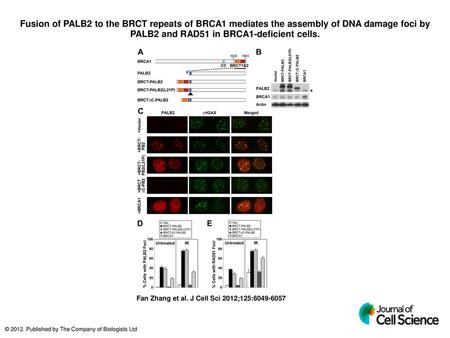 Fusion of PALB2 to the BRCT repeats of BRCA1 mediates the assembly of DNA damage foci by PALB2 and RAD51 in BRCA1-deficient cells. Fusion of PALB2 to the.