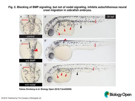 Fig. 2. Blocking of BMP signaling, but not of nodal signaling, inhibits autochthonous neural crest migration in zebrafish embryos. Blocking of BMP signaling,