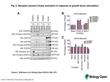 Fig. 5. Receptor tyrosine kinase activation in response to growth factor stimulation. Receptor tyrosine kinase activation in response to growth factor.