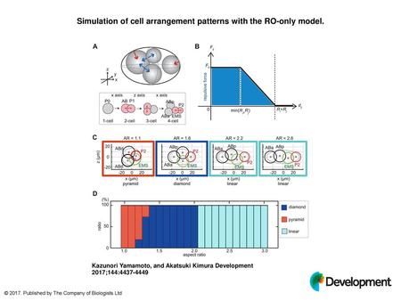 Simulation of cell arrangement patterns with the RO-only model.