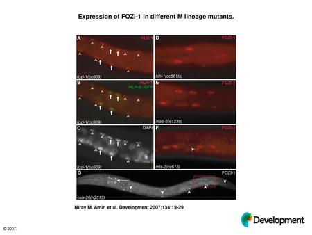 Expression of FOZI-1 in different M lineage mutants.