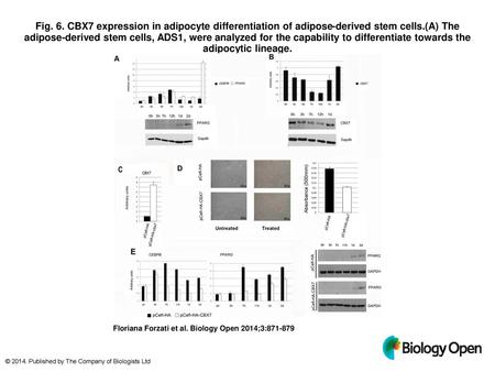 Fig. 6. CBX7 expression in adipocyte differentiation of adipose-derived stem cells.(A) The adipose-derived stem cells, ADS1, were analyzed for the capability.