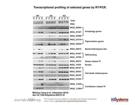 Transcriptional profiling of selected genes by RT-PCR.