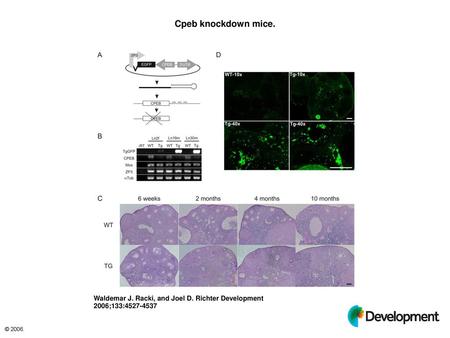 Cpeb knockdown mice. Cpeb knockdown mice. (A) Schematic representation of the transgene construct. The Zp3 promoter was inserted upstream of the Egfp open.