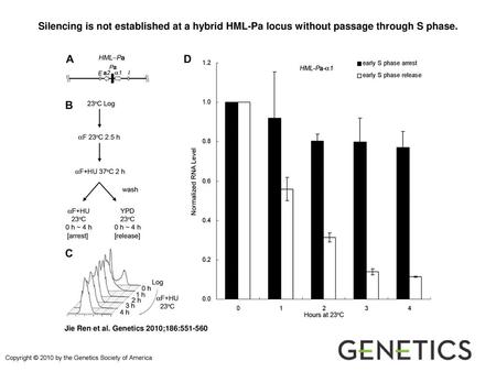 Silencing is not established at a hybrid HML-Pa locus without passage through S phase. Silencing is not established at a hybrid HML-Pa locus without passage.