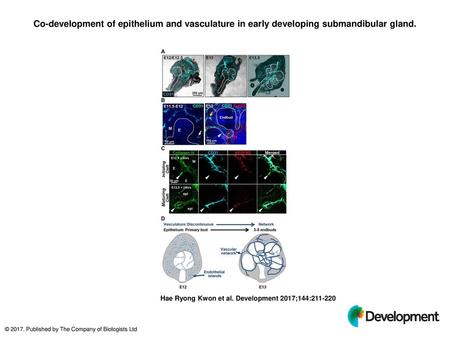 Co-development of epithelium and vasculature in early developing submandibular gland. Co-development of epithelium and vasculature in early developing.