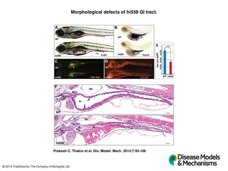 Morphological defects of hi559 GI tract.