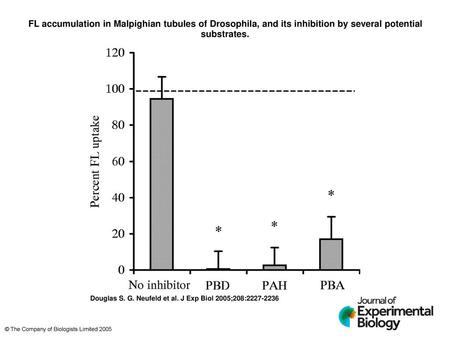 FL accumulation in Malpighian tubules of Drosophila, and its inhibition by several potential substrates. FL accumulation in Malpighian tubules of Drosophila,