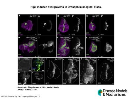 Hipk induces overgrowths in Drosophila imaginal discs.