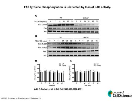 FAK tyrosine phosphorylation is unaffected by loss of LAR activity.