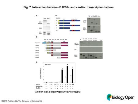 Fig. 7. Interaction between BAF60c and cardiac transcription factors.