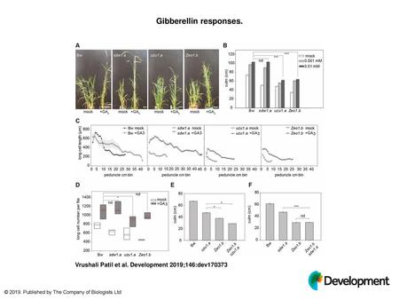 Gibberellin responses.