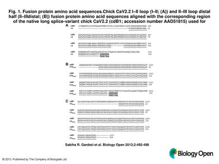 Fig. 1. Fusion protein amino acid sequences. Chick CaV2