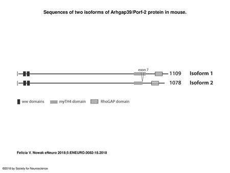 Sequences of two isoforms of Arhgap39/Porf-2 protein in mouse.